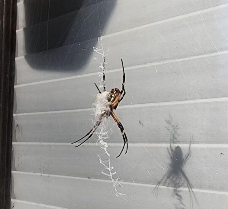 SpiderexterminatorEaglePass