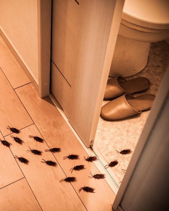 cockroachcontrolEaglePasstx